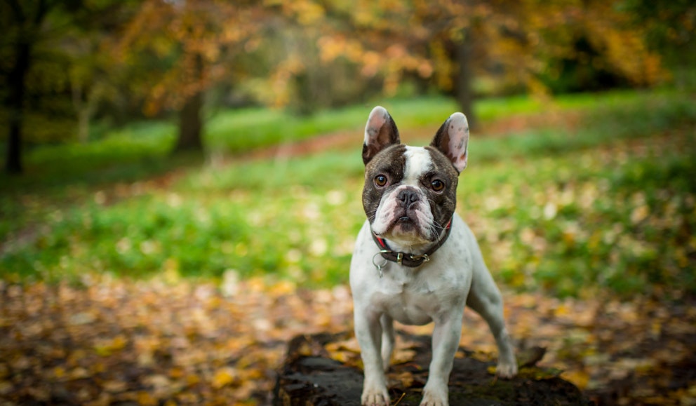 The Best Family Dogs UK the-best-family-dogs-uk
